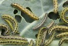Central Plateaugarden-pests-and-diseases-6.jpg; ?>